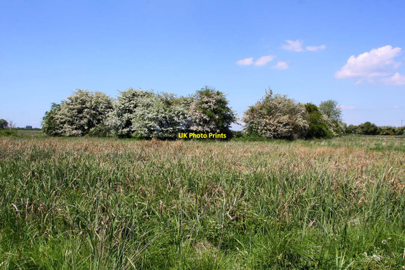Photo 6"x4" Hedgerow in flower near Benson Wallingford c2010