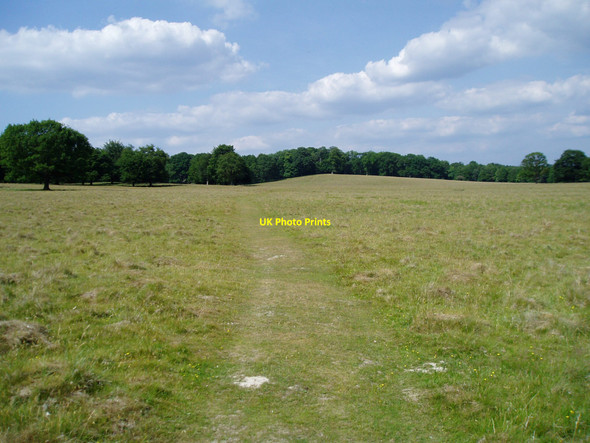 Photo 6"x4" Path through Petworth Park Gunter's Bridge c2010