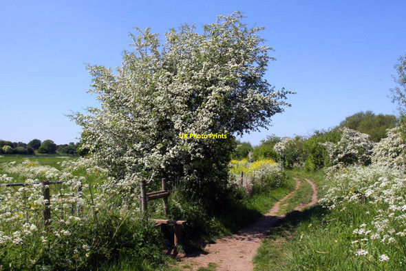 Photo 6"x4" A stile by the Thames Path Wallingford c2010