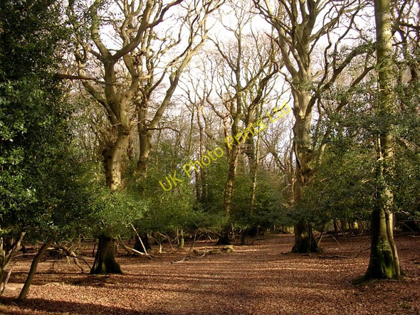 Photo 6"x4" Beech woodland in the Ocknell Inclosure, New Forest Stoney Cross c2006