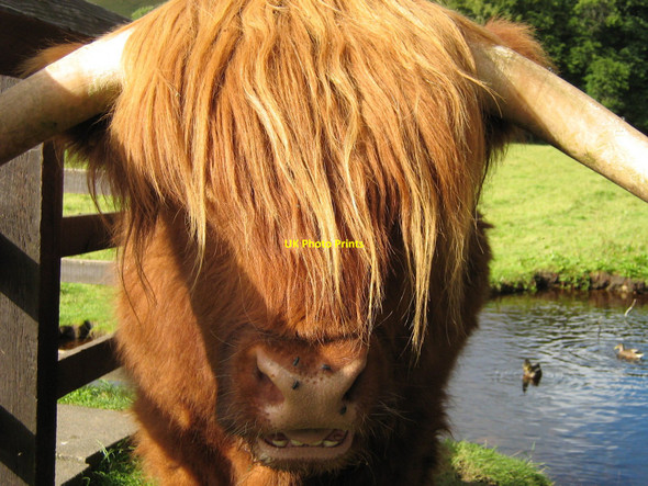 Photo 6"x4" Highland Cow, Blair Atholl Blair Atholl c2008