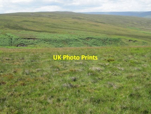 Photo 6"x4" Snope Common Eals\/NY6755 c2010