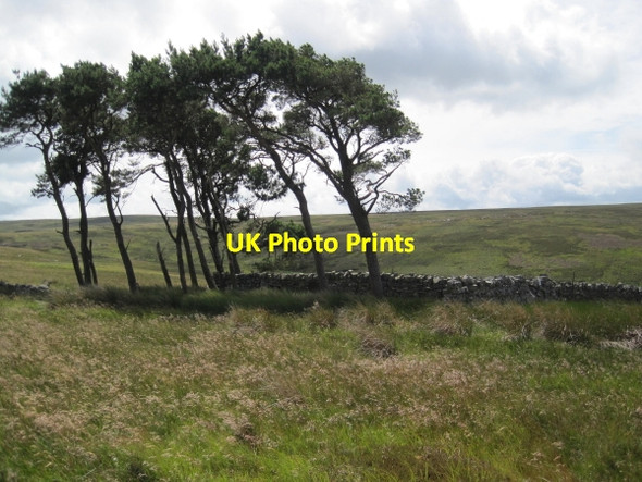 Photo 6"x4" Small Copse, Snope Common Eals\/NY6755 c2010