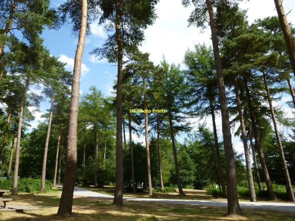 Photo 6"x4" Wendover Woods (picnic area) Wendover c2010