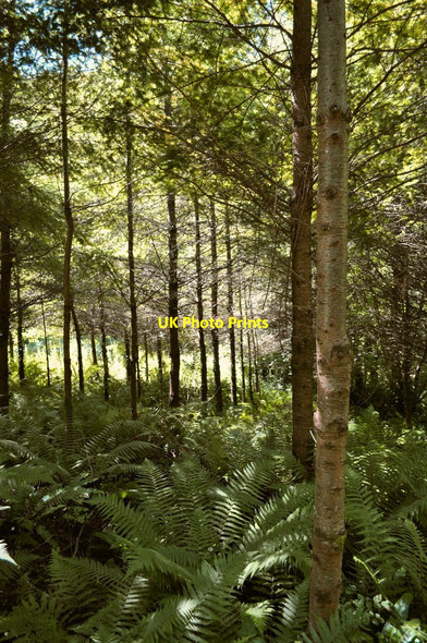Photo 6"x4" Trees in Crowness Cleave Ilfracombe c2010