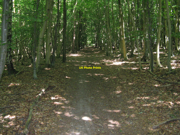 Photo 6"x4" Bridleway on the edge of Charlton Forest Upwaltham c2010