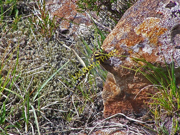 Photo 6"x4" Golden-ringed dragonfly Greep c2009