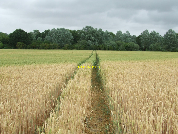Photo 6"x4" Footpath To The woods Little Horkesley c2010