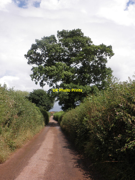 Photo 6"x4" Markham Lane Alphington c2010