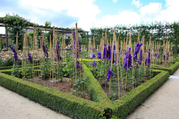 Photo 6"x4" Delphinium Bed, The Alnwick Garden Alnwick c2010