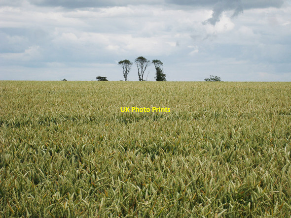 Photo 6"x4" Wheat Field Selsted c2010