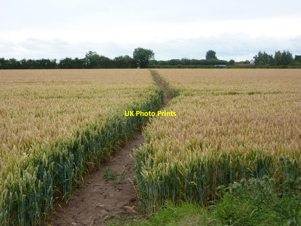 Photo 6"x4" Footpath to Treswell South Leverton c2010