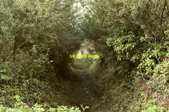 Photo 6"x4" The footpath leading to Bickenbridge Trimstone c2010