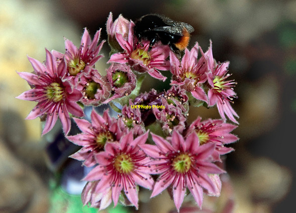 Photo 6"x4" Red-tailed Bumble Bee on Sedum Llanmaes\/SS9869 c2010