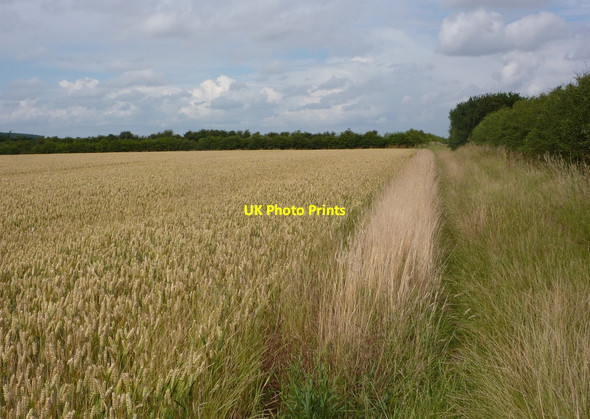 Photo 6"x4" Footpath by a wheat field South Leverton c2010