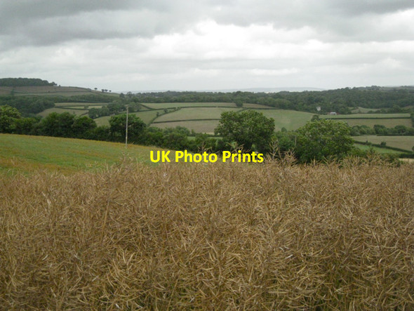 Photo 6"x4" Oilseed rape ripening Broadhempston c2010