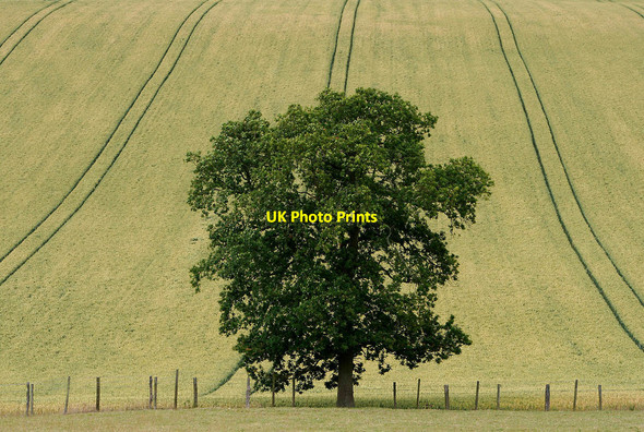 Photo 6"x4" Tree and tracks in a wheat field Bourton\/SO5996 c2010