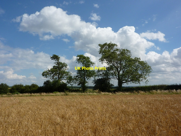 Photo 6"x4" Field of barley and road side trees Little Gringley c2010