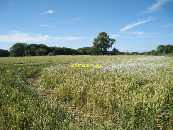 Photo 6"x4" Wheat Field at Jacques Court Bladbean c2010