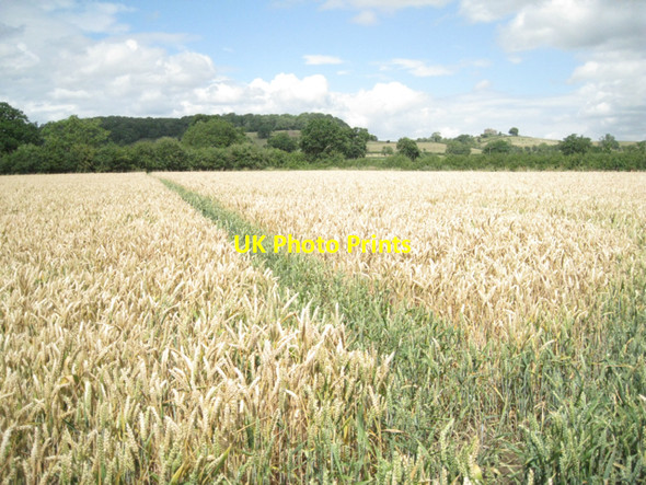 Photo 6"x4" Footpath through wheat, Rockhampton Rockhampton c2010