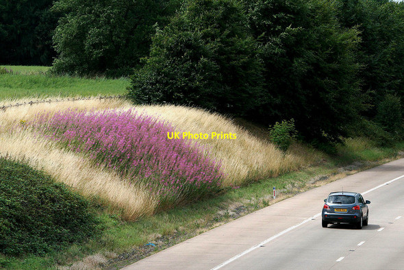 Photo 6"x4" Fireweed by the M54 Tong\/SJ7907 c2010