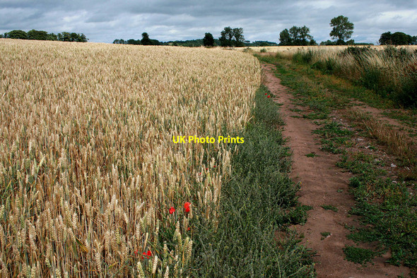 Photo 6"x4" Wheat field and bridleway Tong\/SJ7907 c2010