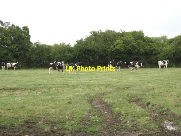 Photo 6"x4" Field with Holstein cattle, Glen Farm, Moorslade Lower Stone c2010