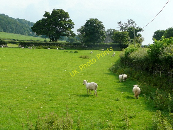 Photo 6"x4" Pastoral scene Tal-y-bont\/SH6070 c2009