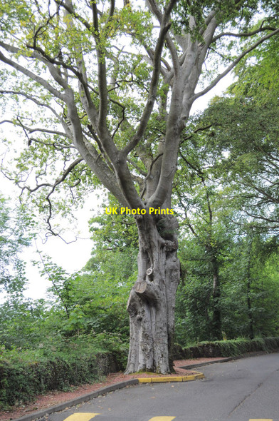 Photo 6"x4" Old Tree Parkdean Holiday Park Driveway Skelmorlie c2010