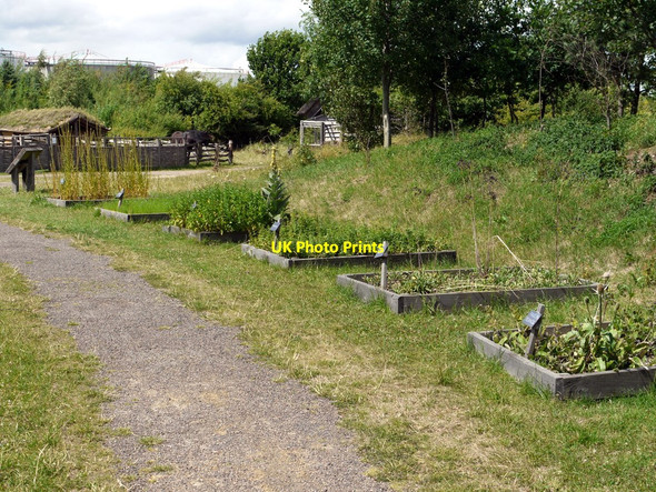 Photo 6"x4" Economic plants of the medieval period, Bede's World, Jarrow Jarrow c2010