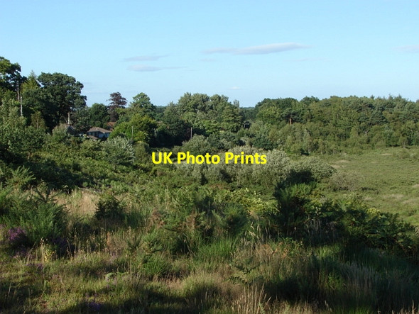 Photo 6"x4" The Folly Bagshot Heath\/SU9161 c2010