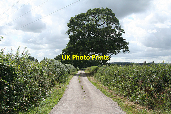 Photo 6"x4" Cullompton: towards Five Cross Way Mutterton c2010