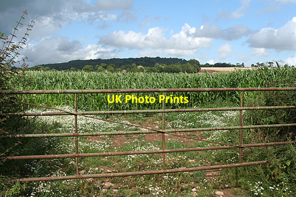 Photo 6"x4" Payhembury: field of maize Upton\/ST0902 c2010