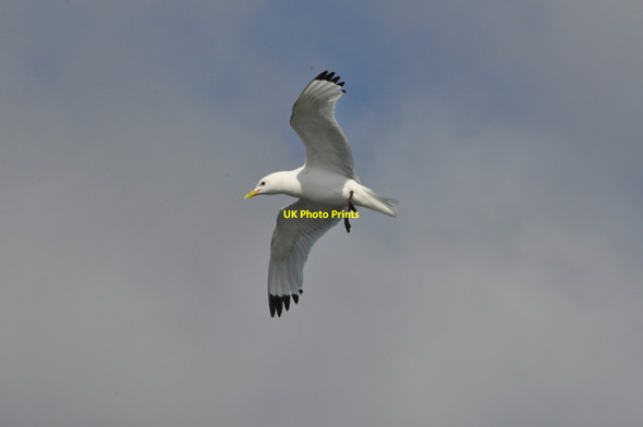 Photo 6"x4" Kittiwake (9) - Mumbles Pier Kna c2010
