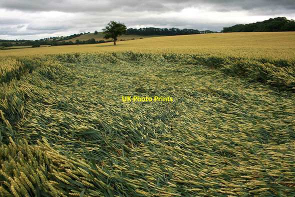 Photo 6"x4" Flattened wheat Easthopewood c2010