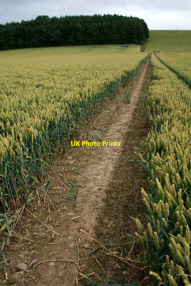 Photo 6"x4" Path to Black Barn Farm Bourton\/SO5996 c2010