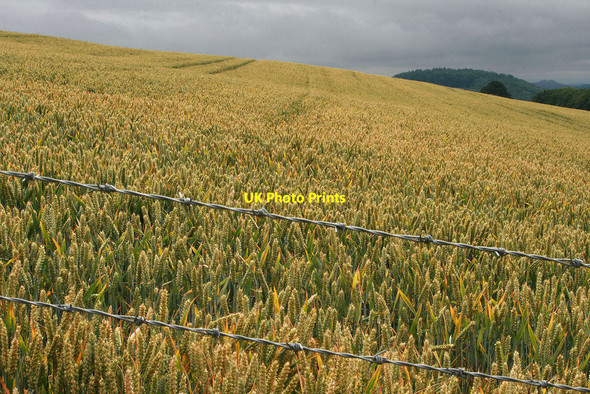 Photo 6"x4" Sloping Wheat field Bourton\/SO5996 c2010