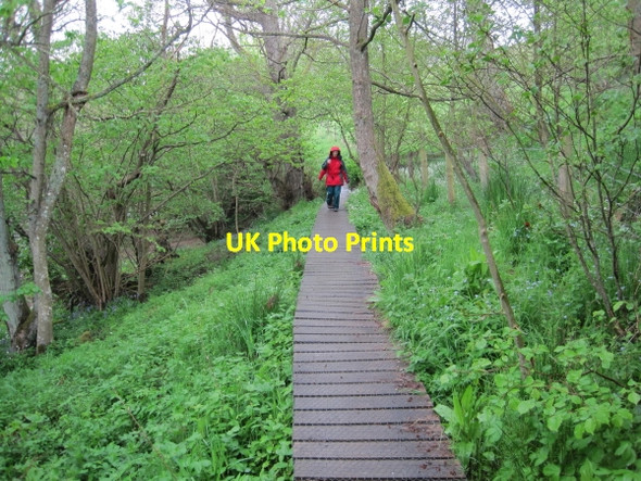 Photo 6"x4" Teesdale Way Duckboards High Dyke\/NY9525 c2010
