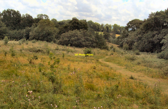 Photo 6"x4" New England Wood Whitemans Green c2010