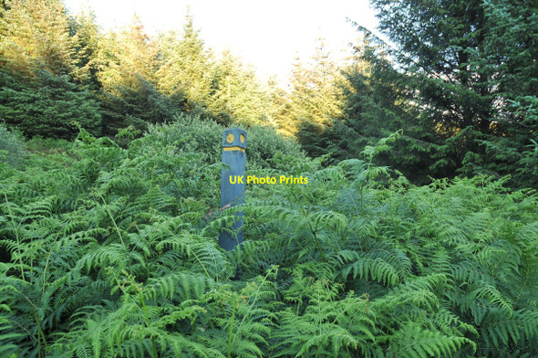 Photo 6"x4" Path lost in amongst the ferns Eas Ruadh\/NM8921 c2010