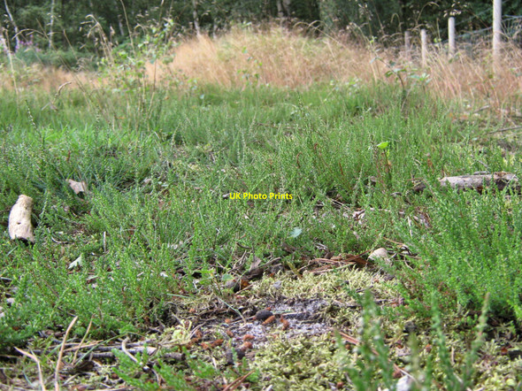 Photo 6"x4" Heather seedlings Davenport\/SJ8065 c2010
