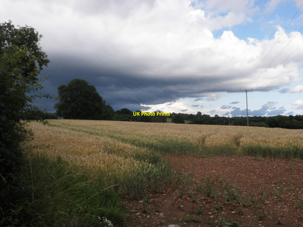 Photo 6"x4" Field of wheat, near Plymtree Langford Green\/ST0302 c2010