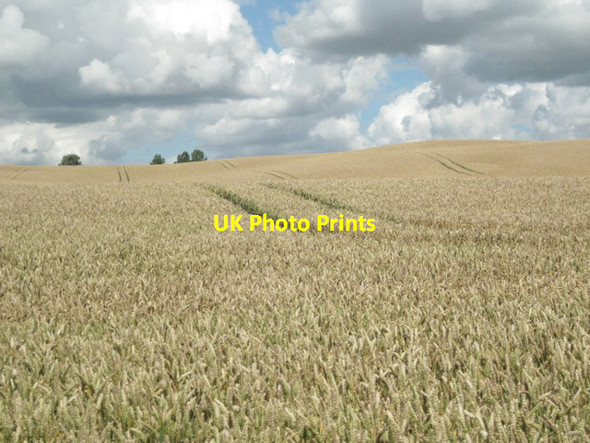 Photo 6"x4" Undulating wheatfield Heath End\/SP2360 c2010