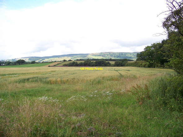 Photo 6"x4" Field Of Oats Erskine c2010