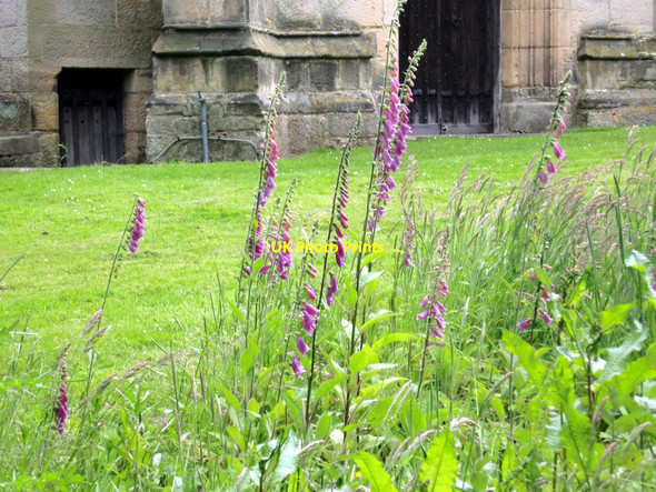 Photo 6"x4" Foxgloves, St Mary's, Chiddingstone, Kent Chiddingstone c2010