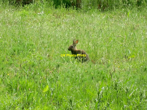 Photo 6"x4" Rabbit, Chiddingstone, Kent Chiddingstone c2010