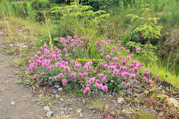 Photo 6"x4" Red clover in full bloom in Rumster Forest Swiney c2010