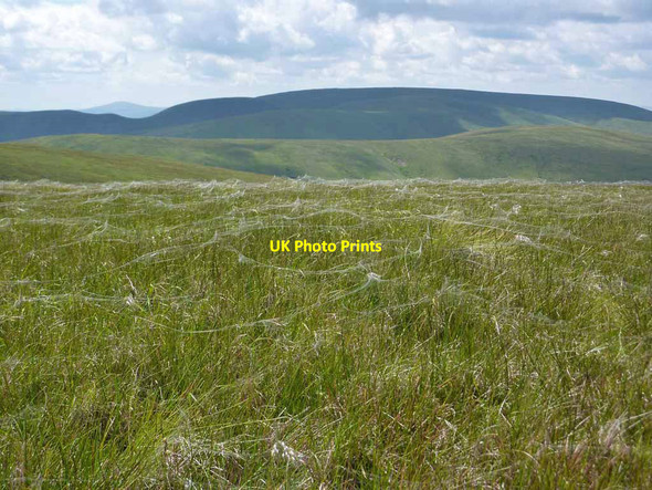 Photo 6"x4" Web-covered grass on Donald's Cleuch Head Firthope Rig c2010