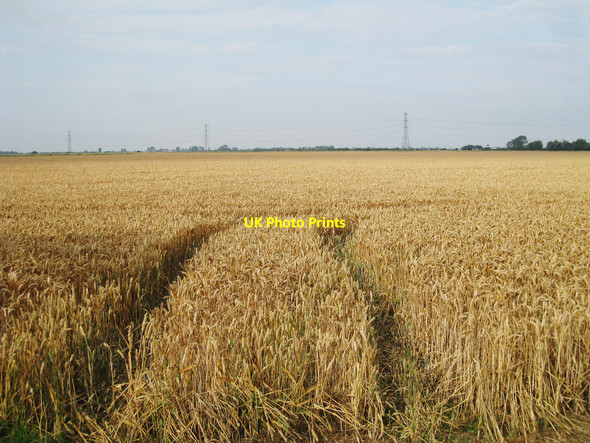 Photo 6"x4" Wheat Field near Willow Farm Newchurch\/TR0531 c2010