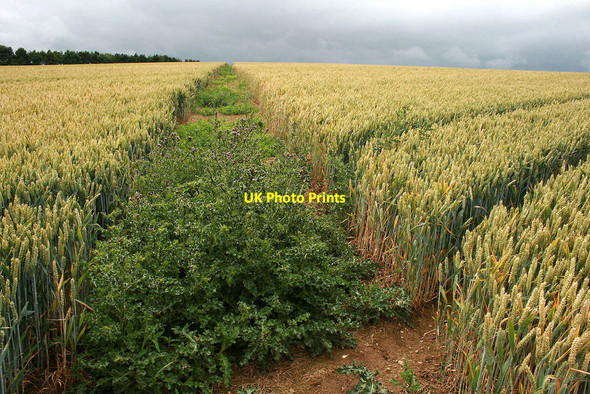 Photo 6"x4" Thistle on the path Bourton\/SO5996 c2010